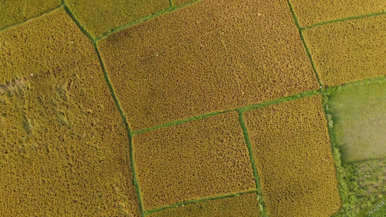 la belleza de la naturaleza ha florecido en la cosecha dorada de bengala.