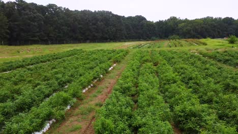 fort mill reaper farm plantation, south carolina, usa, drone shot