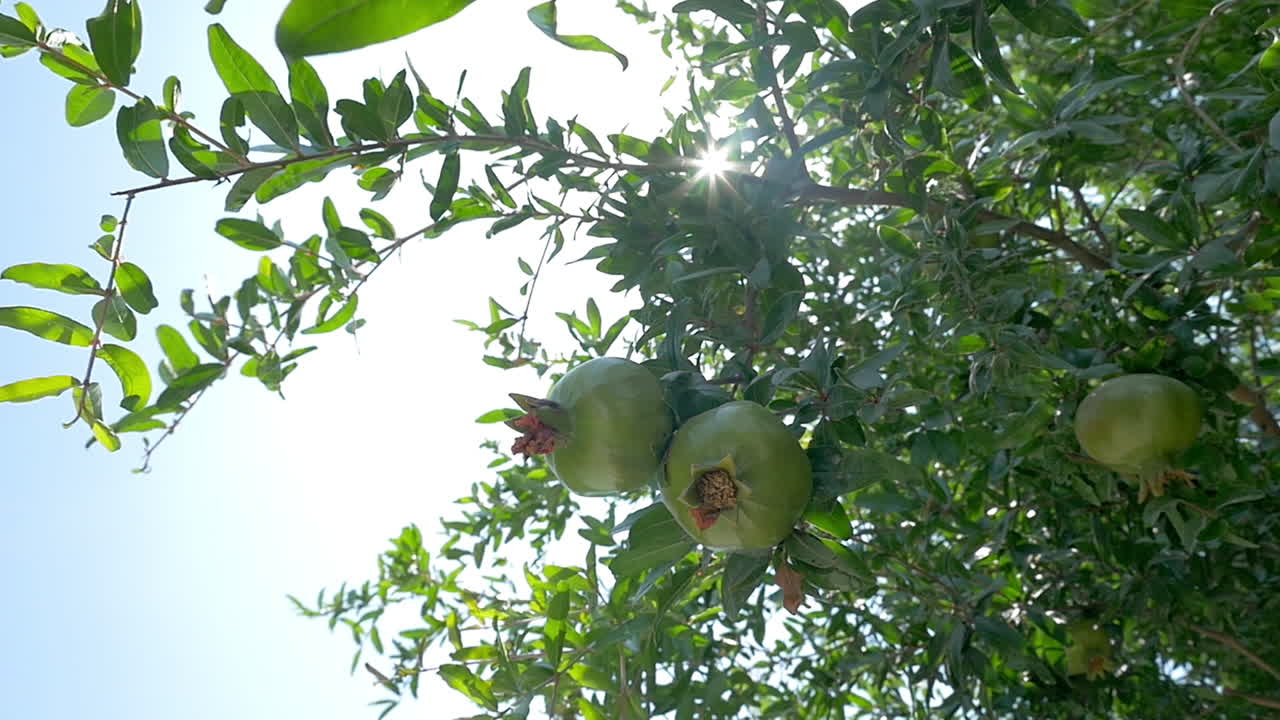 Albero di melograno con frutto verde