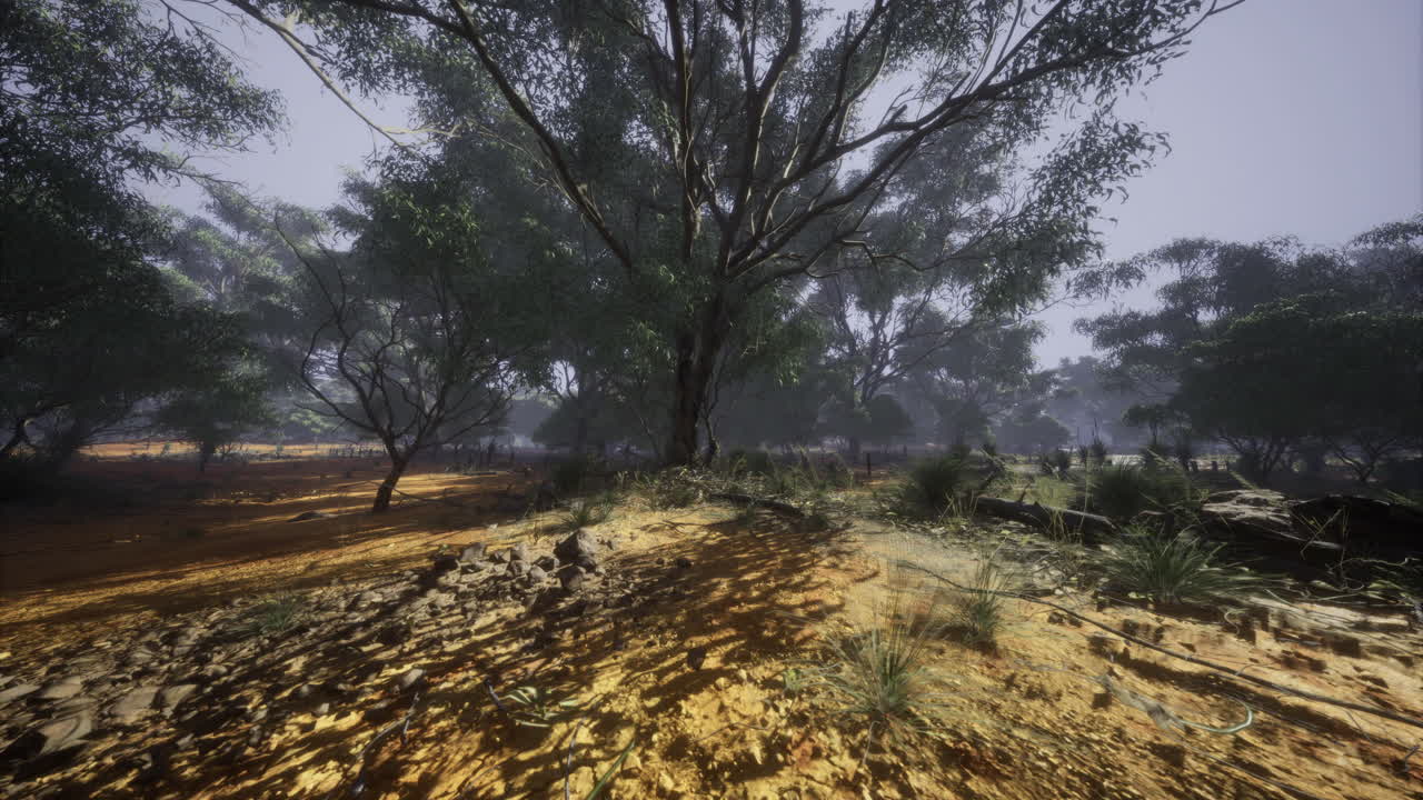 un denso paisaje forestal que muestra la luz del sol filtrándose a través de los árboles