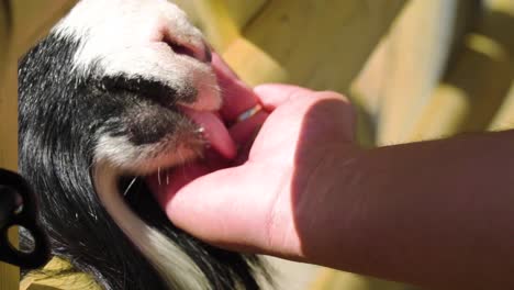 close up of a goat mouth with long beard eating licking food from a human hand slow motion