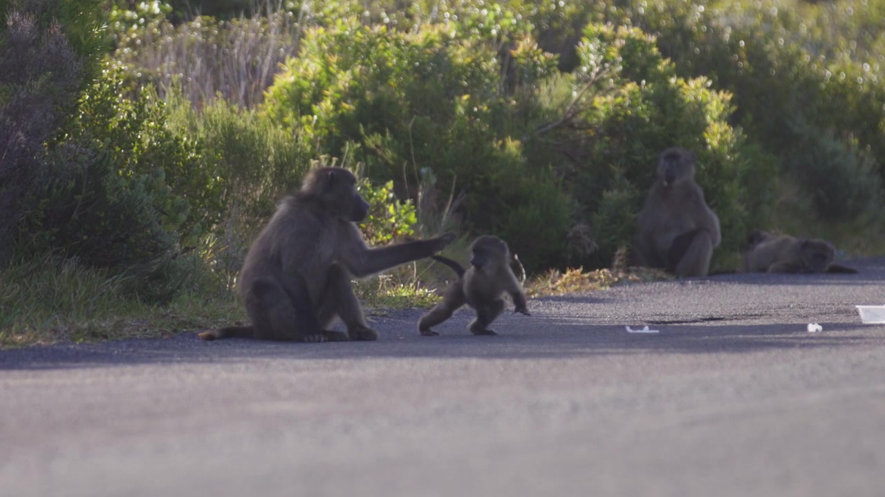 Cucciolo di babbuino gioca con un adulto vicino a una strada in Sudafrica, al rallentatore