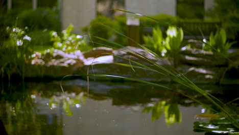 shot of the edge of the fish pond