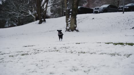 black labrador runs through snow and catches snowball in mouth, slow motion