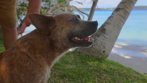 un perro está siendo acariciado por su dueño en una playa tropical durante un día brillante y soleado