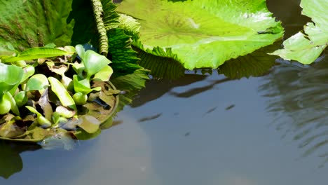 Close-up-of-ripples-on-surface-of-fish-pond-with-green-lily-pad-of-water-lilies-plant