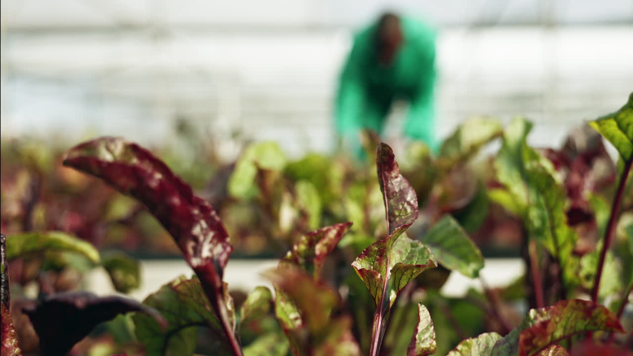 planta, jardín de verduras y primer plano en el invernadero