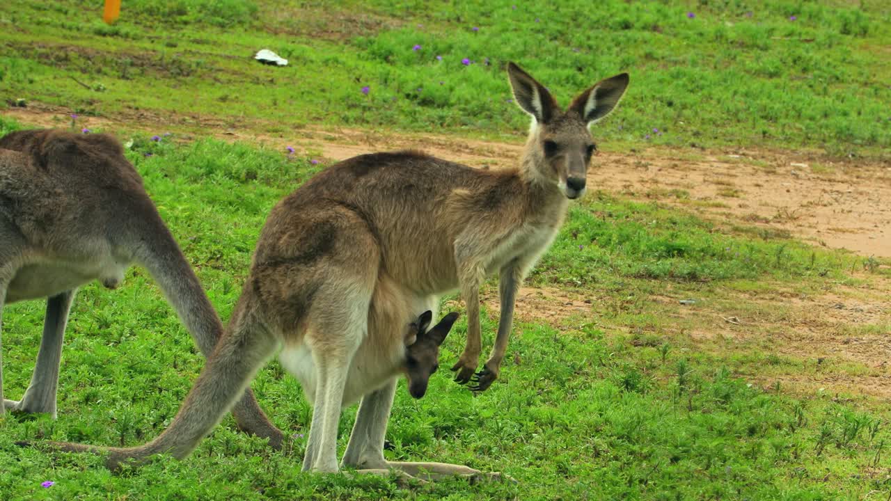 canguros con baby joey en bolsa pastan en un campo abierto en australia
