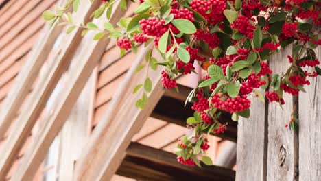 red berries on wooden structure in ballarat