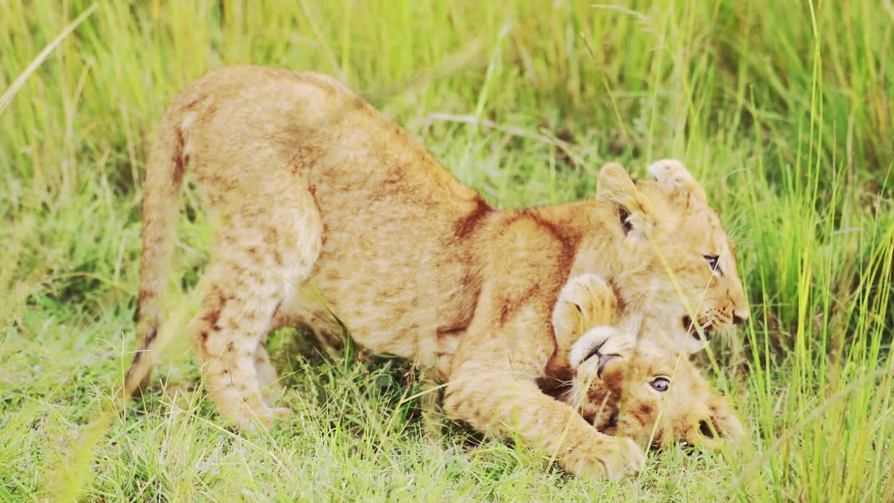 slow motion van leeuwenkinderen die spelen in afrika, grappige baby dieren van schattige jonge leeuwen in het gras op afrikaanse wildlife safari in masai mara, kenia in masai mara national reserve groene grassen