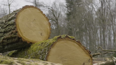 Dolly-shot-across-stacked-tree-trunk-hardwood-cut-down-in-woodland-forest-for-the-logging-industry