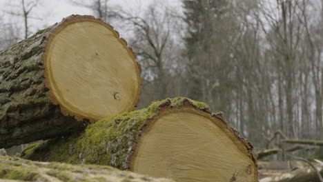 dolly disparó a través de madera dura apilada del tronco del árbol cortada en el bosque del bosque para la industria maderera