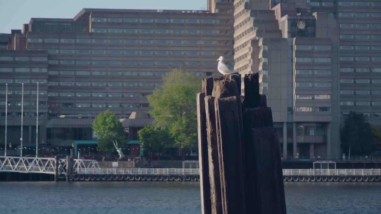 템스 강의 갈매기. 좋은 여름날