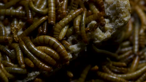 el gusano de la harina es una especie de escarabajo oscuro que se usa para alimentar mascotas como peces, serpientes, pájaros y ranas