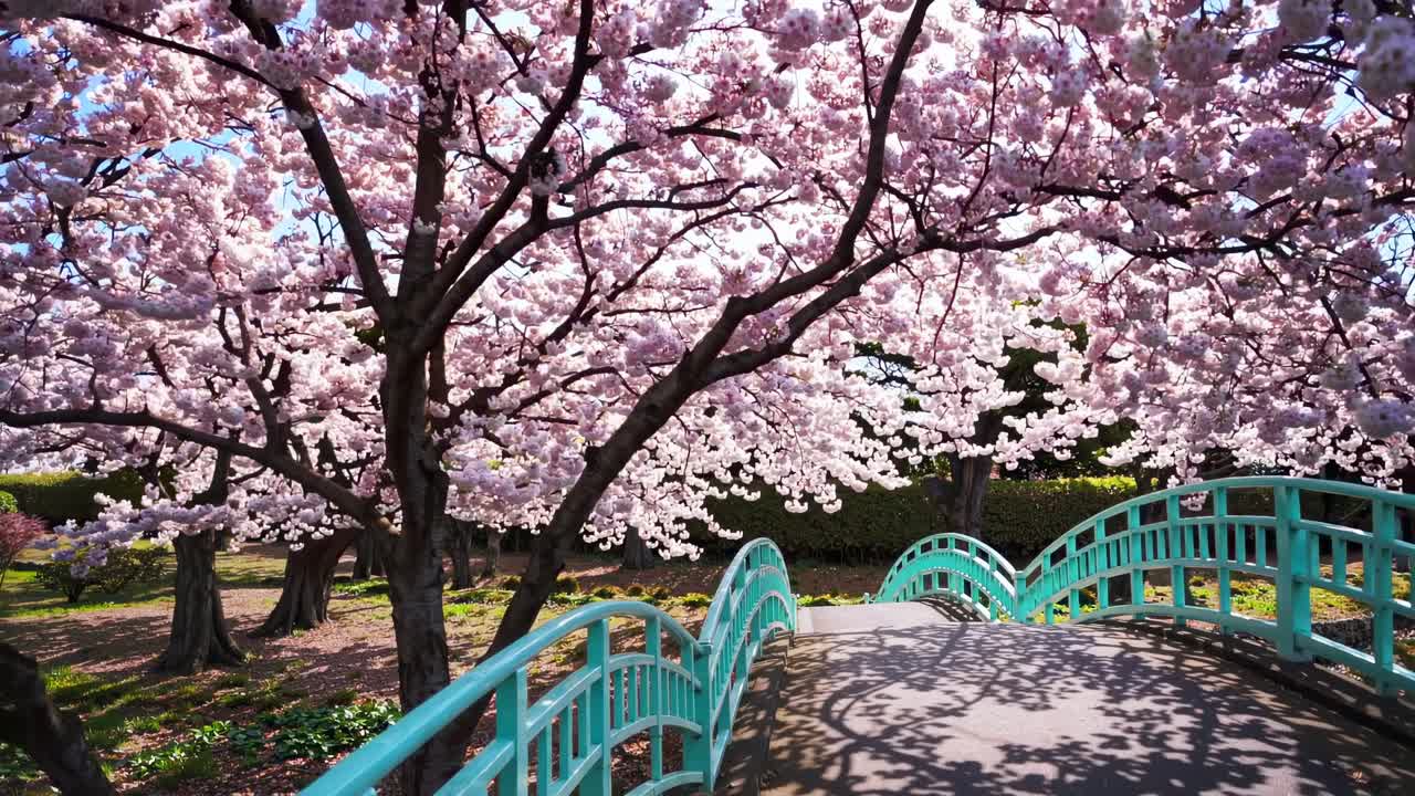 A serene video capturing cherry blossoms in full bloom over a ...