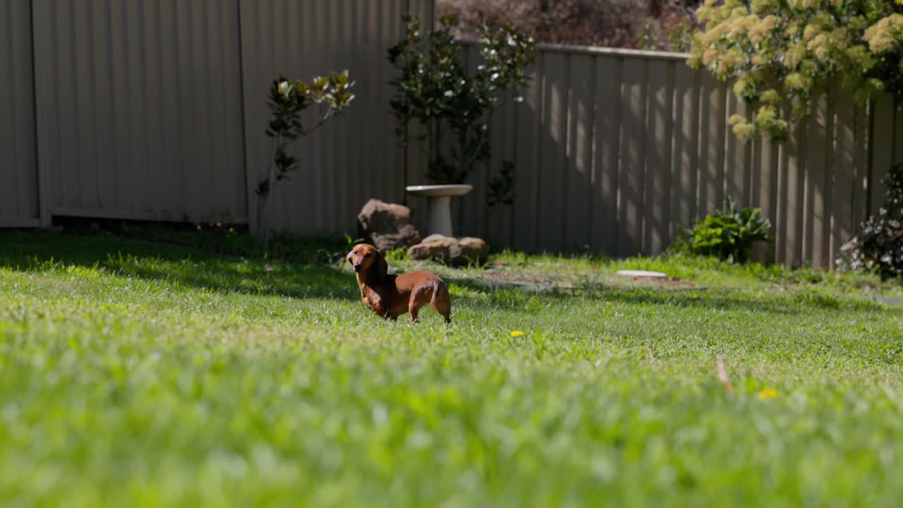 Dachshund on a lawn