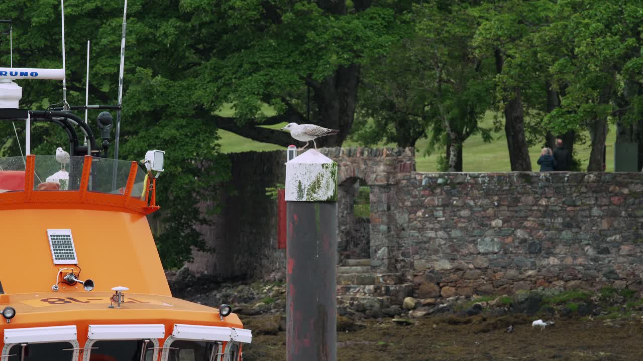 Stornoway limanında bir yüzen iskeleden havalanan bir martının ağır çekim görüntüsü.