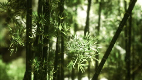 lush bamboo forest with sunlight filtering through leaves in serene nature