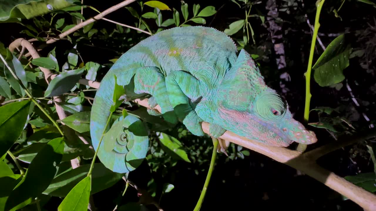 Parson's chameleon (Calumma parsonii) on a branch in Andasibe-Mantadia National Park in Madagascar
