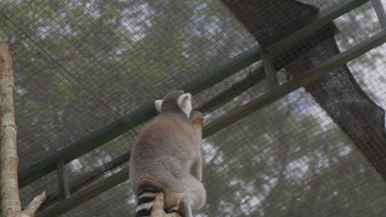 lemur de cola anillada sentado en una rama de árbol en un recinto del zoológico