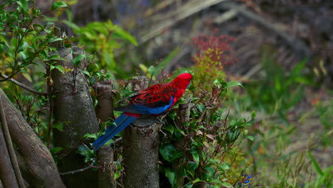 rosella carmesí lorikeet lory loro en australia