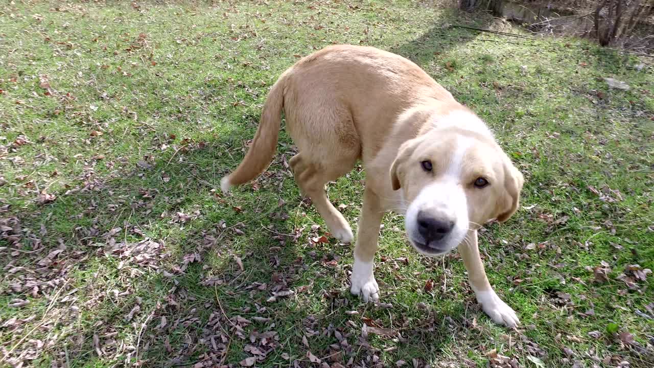 fotografía de cerca de un golden retriever mirando a la cámara y olfateando con la nariz y mostrando los dientes