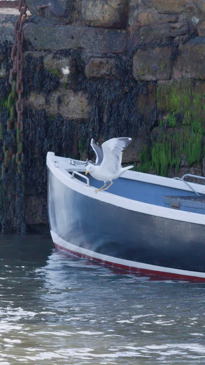 Un gabbiano si lancia da una piccola barca ormeggiata accanto a una banchina del porto in pietra ricoperta di muschio, in pieno giorno, ripreso con una fotocamera stabile e illuminazione naturale.