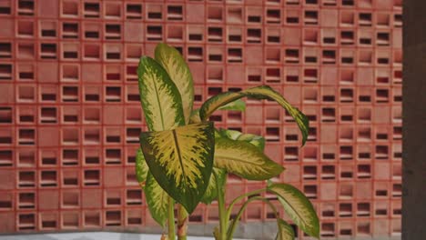 plant in hotel lobby entrance on tropical island