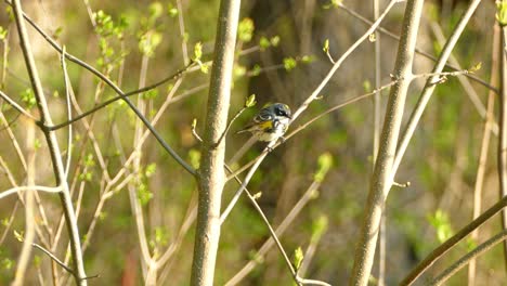 Tiny-little-Sparrow-Bird-jumping-from-branch-to-branch-in-a-forest--Close-up