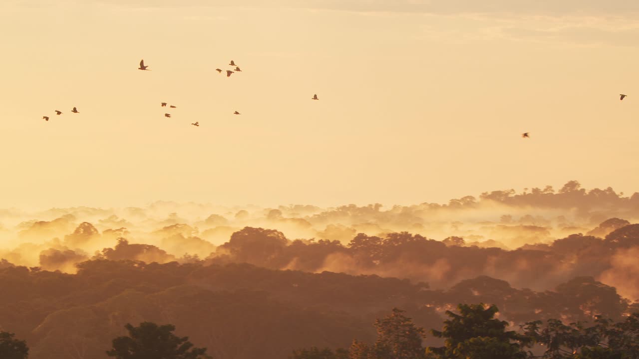 Twilight falls as parrots fly above the misty jungle of Peru’s rainforest in serene formation. returning to their roost