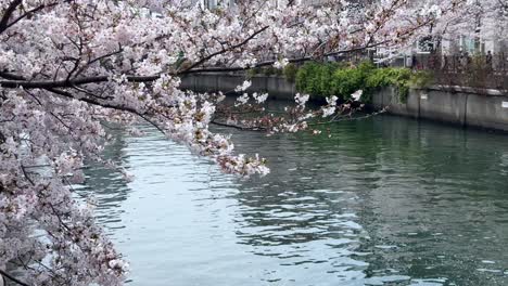 cherry blossoms overhanging calm river waters, hinting at a serene spring day, shot in natural light