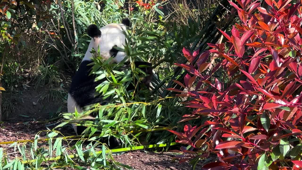 Wide shot of panda eating bamboo stems in undergrowth. Panda Research Centre, Chengdu, Sichuan, China.
