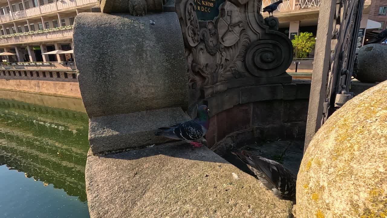 Pigeon walks along sunlit stone bridge with ornate ironwork, water reflections, and morning city light