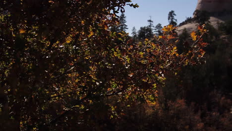 Dolly-Schuss-Von-Herbstlaub-Im-Zion-Nationalpark