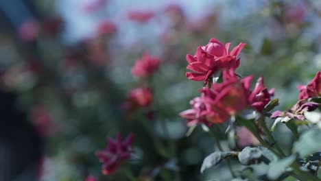 hermosas flores en un jardín de la ciudad en un brillante día de verano