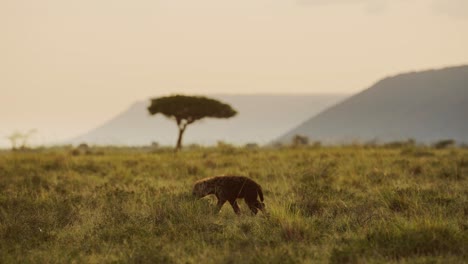 slow motion shot of hyena walking across kenyan plains with acacia tree in background, beautiful composition of african wildlife in maasai mara national reserve, kenya, africa safari animals