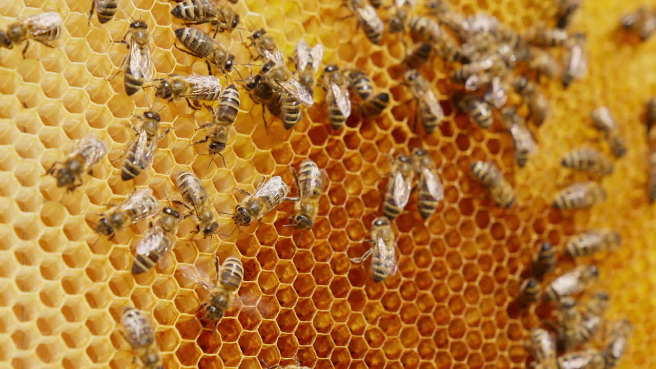 Industrious insects crawl around honeycombs and climb into them. Close up. Bee family working creating honey.
