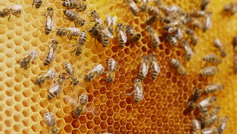 industrious insects crawl around honeycombs and climb into them. close up. bee family working creating honey.