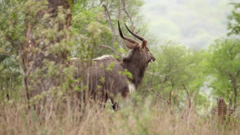 Pan-with-selective-focus:-Nyala-male-antelope-struts-through-bushland