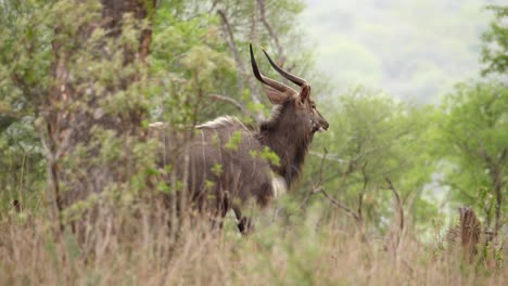 pan with selective focus: nyala male antelope struts through bushland