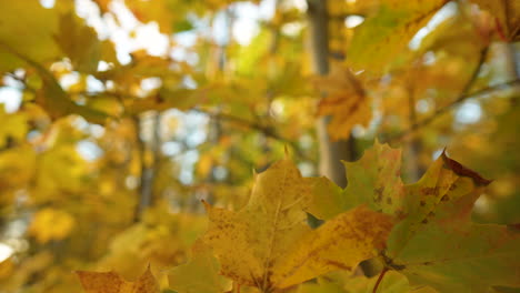 Follaje-Otoñal-De-Arce-Amarillo-Brillante-En-Los-Bosques-De-Matarnia-En-Polonia