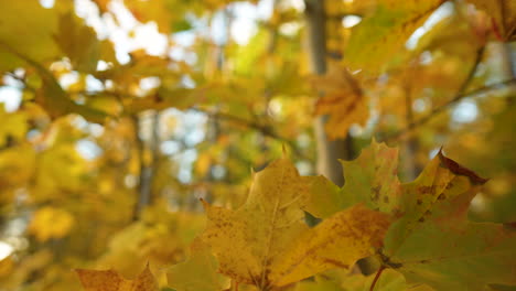 follaje de otoño de arce amarillo brillante en los bosques de matarnia en polonia