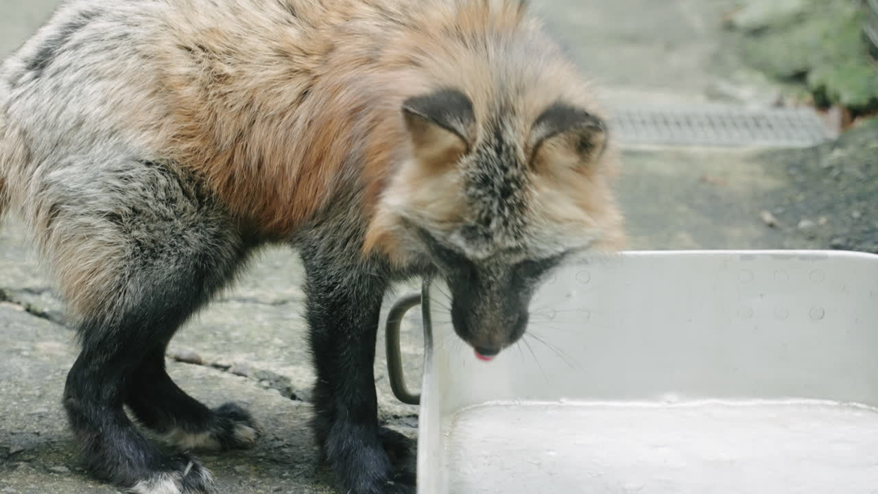 ezo red fox bebiendo agua en zao fox village en miyagi, japón