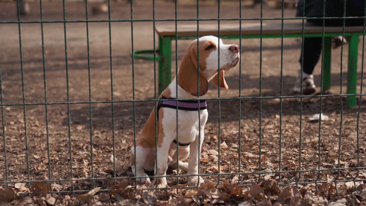 Un giovane beagle siede tranquillamente dietro una recinzione metallica verde in un parco all'aperto, guardandosi intorno. Il terreno è coperto di foglie secche, mentre sono visibili parte di una panchina e le gambe di un'altra persona.