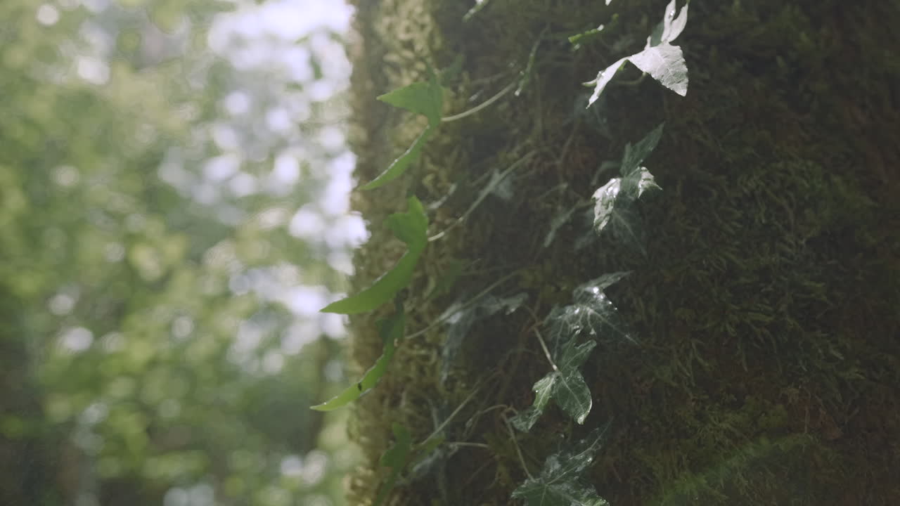 Tree Trunk with Ivy and Moss