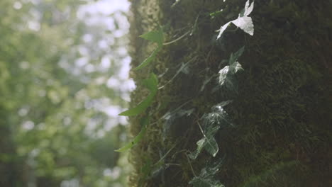 tree trunk with ivy and moss