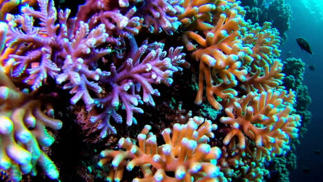 vibrant coral reef ecosystem with tropical fish