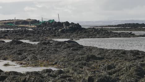 Foca-De-Puerto-Galopando-Sobre-Algas-Viejas-Hacia-El-Agua-En-Un-Día-Nublado-En-Islandia