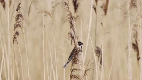 black-capped chickadee perching on stalk of wild grasses during summer