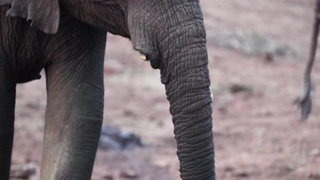 elephant trunk feeding on the nature park in aberdare national park, kenya, east africa